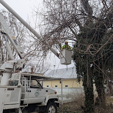 Removal-of-Two-Vine-Covered-Mulberry-Trees-in-the-Town-of-Saint-Michaels 5